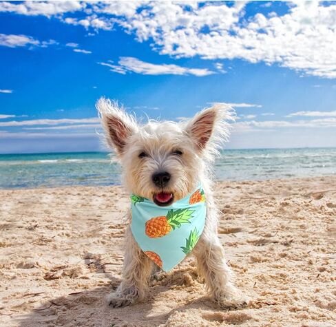 EXPAWLORER Christmas Dog Bandanas - 4 Pack Reversible Holiday Dog Bandanas Costume Boy and Girl, Soft Triangle Scarfs Bibs, Xmas Pet Bandanas Outfit Gift for Small Medium Large Puppy in Saudi Arabia