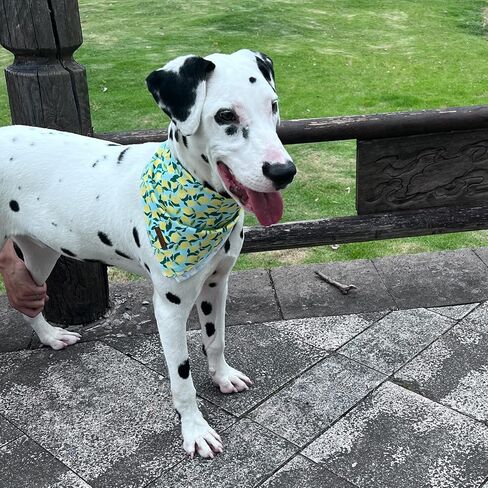 السيد. CHUBBYFACE الأزرق البيرة الكلب عصابات عكسها مثلث المرايل وشاح الملحقات للكلاب القطط الحيوانات الأليفة in Kuwait