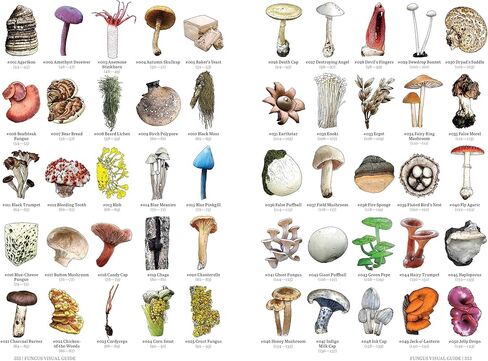 Renegade Games: Mycologist’s Primer - A System Agnostic for Any RPG System, Full-Color Hardcover Book, Mycology-Legends-Folklore, Tabletop Roleplaying in Kuwait