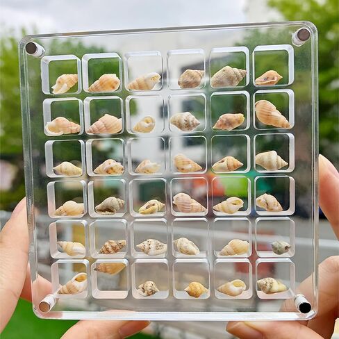 Acrylic Seashell Display Box, 36 Square Grids, Small Craft Organizers, Perfect for Storing and Showcasing Shells, Starfish, Beads, and Decorative Charms in Saudi Arabia