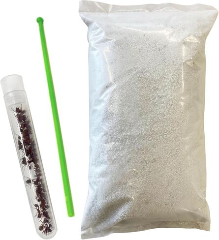 Insect Lore Ant Habitat Refill - 25 Live Ants and Refill Sand - Native Western Harvester Ants in Kuwait