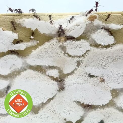 Insect Lore Ant Habitat Refill - 25 Live Ants and Refill Sand - Native Western Harvester Ants in Kuwait