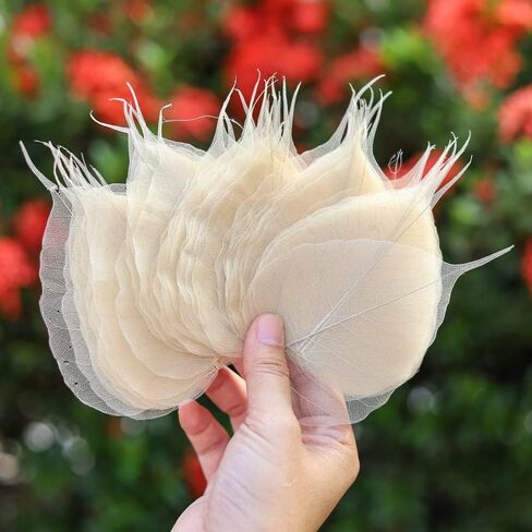 100 Pcs Skeleton Natural Ficus Religiosa Leaves Artificial Leaves Craft Card Scrapbook, DIY Caft, Greeting Cards, Natural Real Dry BodhiSkeleton Leaf Vein for Resin Art DIY Craft (Ficus Religiosa) in Saudi Arabia