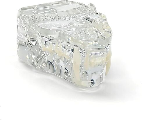 Clear Feline Skull Cat Dental Model Oral Teeth Model Pet Clinic Anatomical for Canine Veterinary Office Education Decoration Demonstrate (Cat Skull Model) in Saudi Arabia