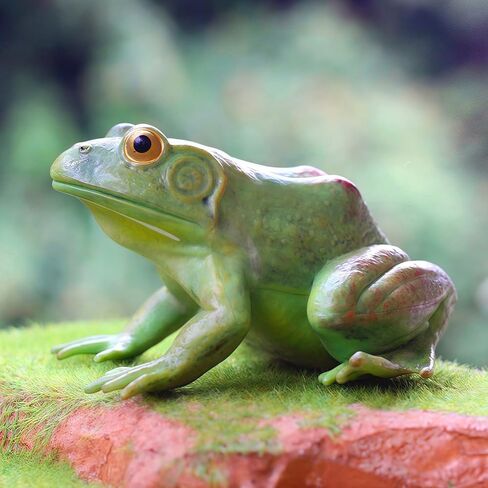 Gemini&Genius Tree Frog لعبة واقعية مرسومة يدويًا بحجم كبير تمثال ضفدع الثور نموذج بناء عالي الجودة حيوانات مطاطية ألعاب تعليمية ولعب الأدوار للأعمار من 3 سنوات فما فوق للأطفال in Kuwait