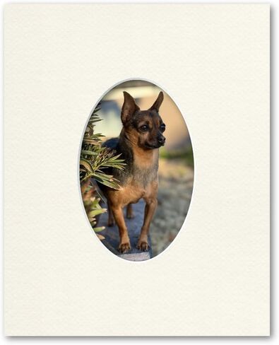 8x10 Matting for 4x6 Oval Photograph or Artwork 4-Ply Bevel Cut Acid Free Matboard for Picture framing (Cloud White) in Kuwait