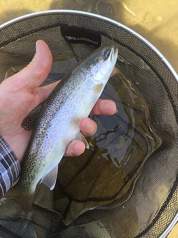 دامو تنكارا صافي 30 سم in Kuwait