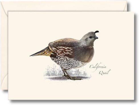 Earth Sky + Water - California Quail Notecard Set - 8 Blank Cards with Envelopes in Kuwait