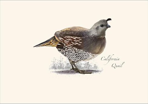 Earth Sky + Water - California Quail Notecard Set - 8 Blank Cards with Envelopes in Kuwait