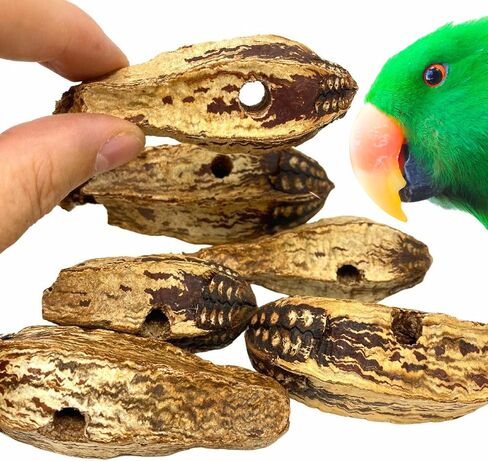 Bonka Bird Toys 3410 Pk6 Drilled Mahogany Pods Foot Talon Craft Part Parrot Toys, Amazon, African Greys, Eclectus, and Similar Breeds in Saudi Arabia