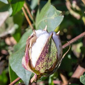 Rajhans Cotton Lints Heirloom Non-GMO Variety for Home Gardens, DIY & Educational Projects – Ideal for Warm Climates – Produces Quality Fiber – Great for Sustainable Gardening in Saudi Arabia