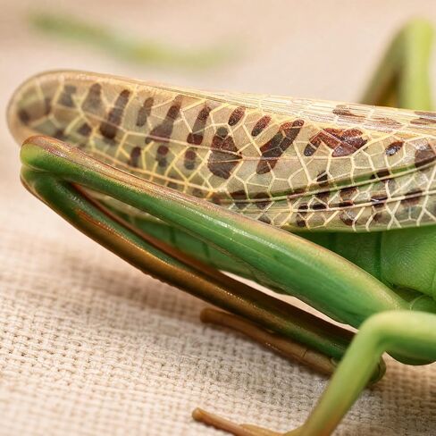 Toyvian 2 pcs Realistic Locust Plastic Model Educational for Learning and Nature Exploration Lightweight Figurine for Home and Office Decoration in Kuwait
