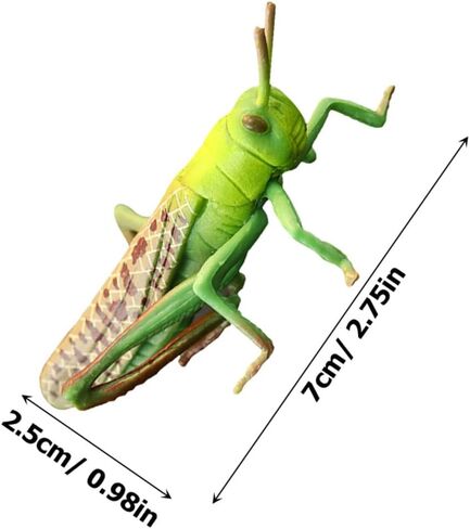 Toyvian 2 pcs Realistic Locust Plastic Model Educational for Learning and Nature Exploration Lightweight Figurine for Home and Office Decoration in Kuwait
