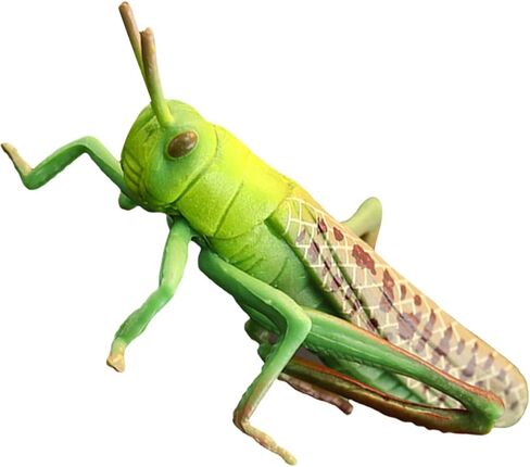Toyvian 2 pcs Realistic Locust Plastic Model Educational for Learning and Nature Exploration Lightweight Figurine for Home and Office Decoration in Kuwait
