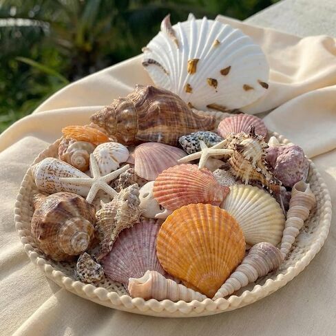 Geelin 35 Pcs Large Sea Shells Mixed Beach Seashells 35 Kinds 0.8"-3.5" Various Sizes Natural Seashell Starfish Ocean Shells Conch for DIY Crafts Vase Fillers Beach Party Fish Tank Wedding Home Decor in Kuwait
