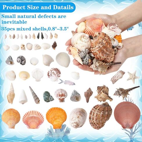 Geelin 35 Pcs Large Sea Shells Mixed Beach Seashells 35 Kinds 0.8"-3.5" Various Sizes Natural Seashell Starfish Ocean Shells Conch for DIY Crafts Vase Fillers Beach Party Fish Tank Wedding Home Decor in Kuwait
