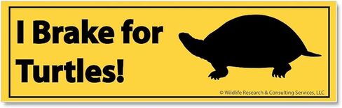 ملصق CafePress I Brake for Turtles Bumper مقاس 10 بوصة × 3 بوصة، مغناطيس ممتص للصدمات in Kuwait