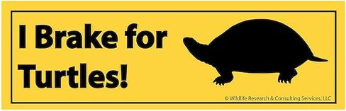ملصق CafePress I Brake for Turtles Bumper مقاس 10 بوصة × 3 بوصة، مغناطيس ممتص للصدمات in Kuwait