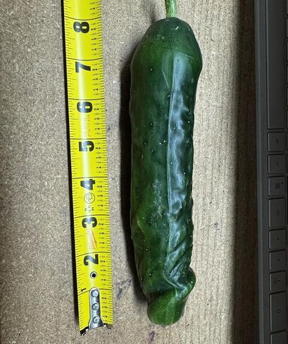 Funny Shaped Plastic Mold for Growing Cucumber and Eggplant Vegetable into Fun Shapes in Saudi Arabia