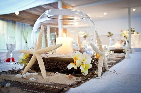 Jangostor Starfish 4-6 Inch Natural Colorful Seashells Perfect for Wedding Decor, Beach Theme Party, Home Decorations, DIY Crafts, Fish Tank in Saudi Arabia