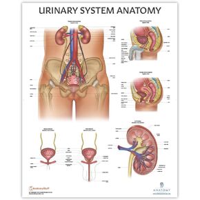 Anatomy Lab Human Urinary System Anatomy Poster, LAMINATED, Anatomy and Physiology, 17.3 x 22.5 Inches, Body System Diagram, Anatomical Chart for Education Learning and Students