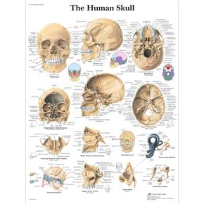 3B Scientific VR1131L Glossy Laminated Paper Human Skull Anatomical Chart, Poster Size 20" Width x 26" Height