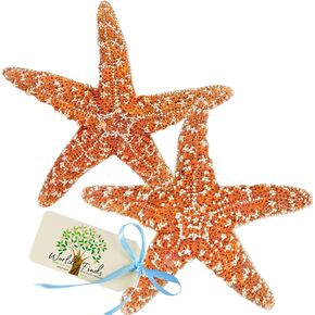 Starfish Decor Set, Large Starfish 4-6" - 2 Pack, Ocean Beach Decor Decorative Display, Crafting DIY Projects, Coastal Christmas Tree Starfish Ornaments, Beach Wedding Decor (3 Pack, 4-6 Inch)