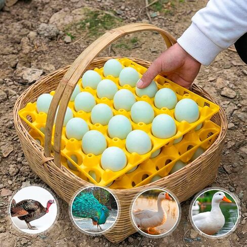 Teenyyou 10 Pack 20 Plastic Egg Trays Stackable Duck Eggs Crates Multiple Egg Flats Holder Cartons Storing, Sorting, and Shipping for Duck Goose Turkey Peafowl in Kuwait