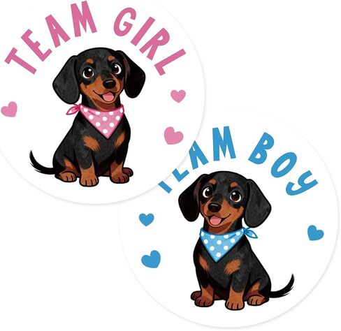 ملصقات دائرية لكشف الجنس من Dachshund، ملصقات Dachshund Team Boy Team Girl شكرًا لك، ملصقات دائرية لكشف الجنس/ديكورات حفلات استحمام الطفل - 60 قطعة in Kuwait
