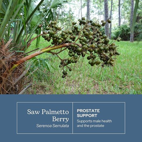 Eclectic Institute Fresh Freeze-Dried Saw Palmetto - 600 mg - 240 Vegetarian Capsules in Saudi Arabia