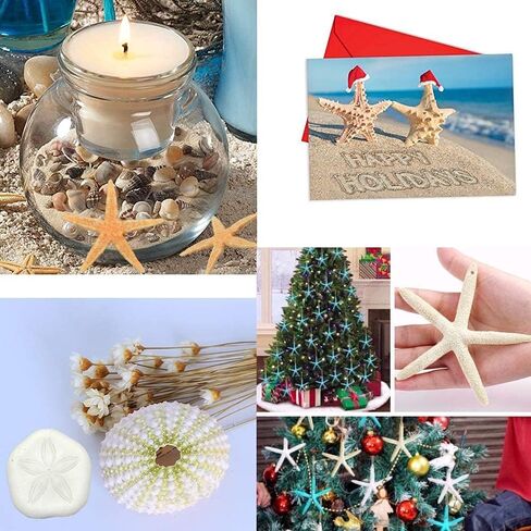 Jangostor 12 PCS Starfish 4-5 Inch Ocean Beach Starfish Natural Colorful Seashells Starfish Perfect for Wedding Decor Beach Theme Party, Home Decorations,DIY Crafts, Fish Tank in Saudi Arabia