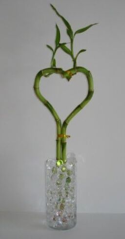 Vase Filler water beads (Clear & XXL Clear), water absorbing & expanding decorations Store & release to reduce watering for lucky bamboo plants & flowers in Saudi Arabia