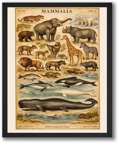 InkFlow Posters Mammal Wildlife Canvas Poster - Vintage Natural History Artwork - Educational Animal Illustration Chart - Classroom Office Wall Decor - 8x10 Unframed Canvas Print in Saudi Arabia