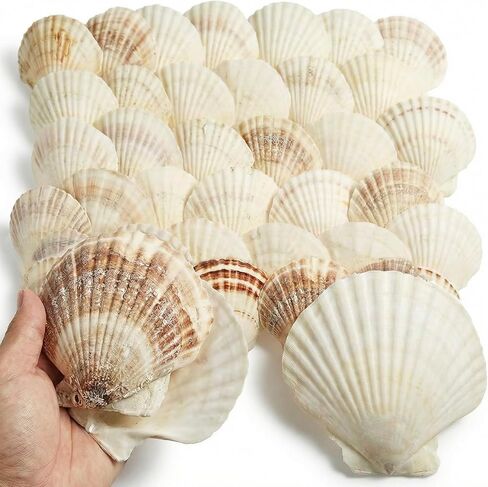 60PCS Large Scallop Shells for Crafts 4-4.3 inch Clam Shells for Decoupage Beach Natural White Seashells Bulk from Sea Beach for DIY Crafts Decorating Painting Crafting Home Wedding Decor in Saudi Arabia