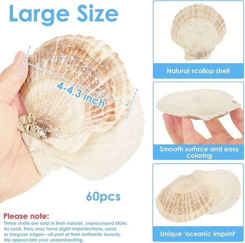 60PCS Large Scallop Shells for Crafts 4-4.3 inch Clam Shells for Decoupage Beach Natural White Seashells Bulk from Sea Beach for DIY Crafts Decorating Painting Crafting Home Wedding Decor in Saudi Arabia