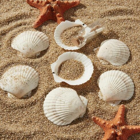 60PCS Large Scallop Shells for Crafts 4-4.3 inch Clam Shells for Decoupage Beach Natural White Seashells Bulk from Sea Beach for DIY Crafts Decorating Painting Crafting Home Wedding Decor in Saudi Arabia