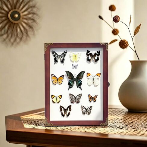 Wall Mount Insect Butterfly Display Case, Large Natural Wood Specimen Collection Box, Fade Resistant Glass Panel with 3 Sizes Specimen Pins for Bug Butterfly Specimen Display in Saudi Arabia
