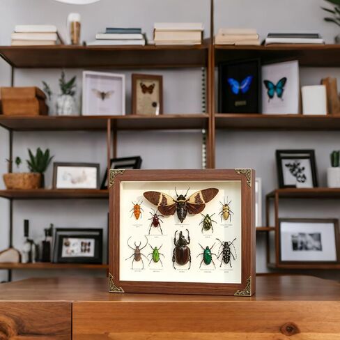 Wall Mount Insect Butterfly Display Case, Large Natural Wood Specimen Collection Box, Fade Resistant Glass Panel with 3 Sizes Specimen Pins for Bug Butterfly Specimen Display in Saudi Arabia