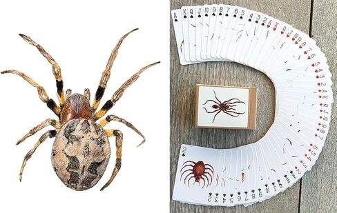 Bugs Kingdom Playing Cards (Poker Deck 54 Cards All Different) Beetles Bugs Entomology Art Creepy Crawlies and Quirky Insect Unique Vintage Illustration Designs in Saudi Arabia
