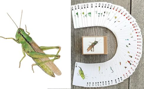 Bugs Kingdom Playing Cards (Poker Deck 54 Cards All Different) Beetles Bugs Entomology Art Creepy Crawlies and Quirky Insect Unique Vintage Illustration Designs in Saudi Arabia