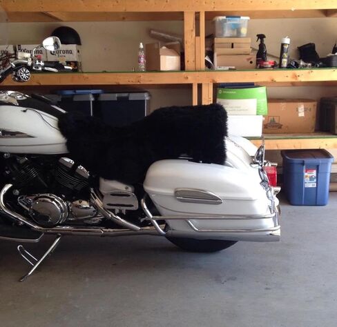قضبان حماية السرج لعام 1995 من Yamaha Royal Star Venture/Tour Deluxe in Kuwait