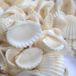 Small Seashell for Craft, Natural White Clam Sea Shells, DIY Assortment, Tiny Shell, Ocean-Themed Decorations, Fish Tank Plant Gravel, Party Wedding Home Decor Vase Filler, 200pcs in Saudi Arabia