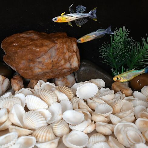 Small Seashell for Craft, Natural White Clam Sea Shells, DIY Assortment, Tiny Shell, Ocean-Themed Decorations, Fish Tank Plant Gravel, Party Wedding Home Decor Vase Filler, 200pcs in Saudi Arabia