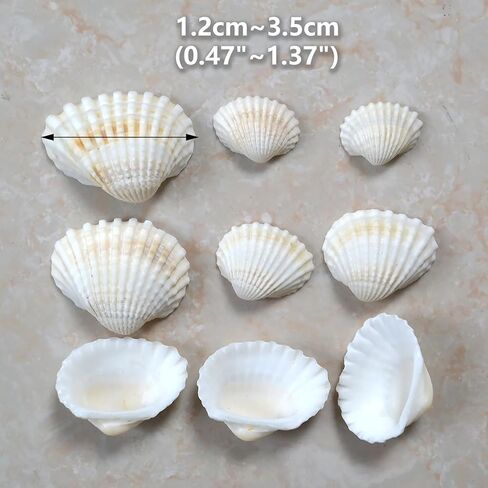 Small Seashell for Craft, Natural White Clam Sea Shells, DIY Assortment, Tiny Shell, Ocean-Themed Decorations, Fish Tank Plant Gravel, Party Wedding Home Decor Vase Filler, 200pcs in Saudi Arabia