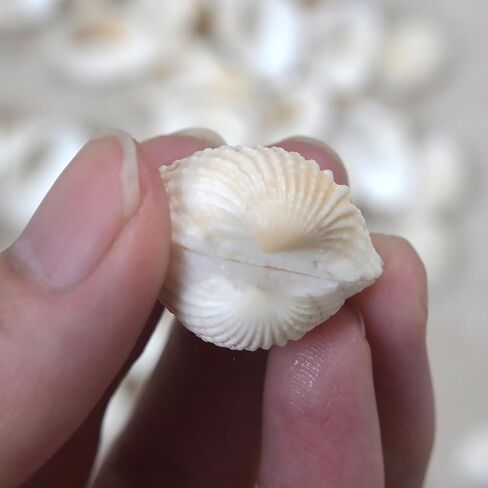 Small Seashell for Craft, Natural White Clam Sea Shells, DIY Assortment, Tiny Shell, Ocean-Themed Decorations, Fish Tank Plant Gravel, Party Wedding Home Decor Vase Filler, 200pcs in Saudi Arabia