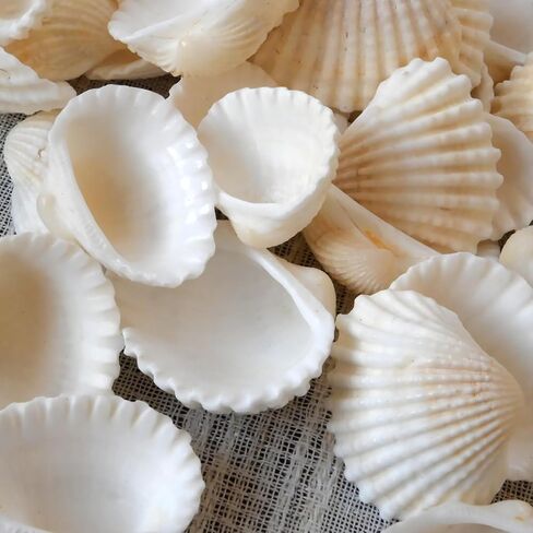 Small Seashell for Craft, Natural White Clam Sea Shells, DIY Assortment, Tiny Shell, Ocean-Themed Decorations, Fish Tank Plant Gravel, Party Wedding Home Decor Vase Filler, 200pcs in Saudi Arabia