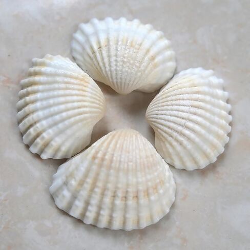 Small Seashell for Craft, Natural White Clam Sea Shells, DIY Assortment, Tiny Shell, Ocean-Themed Decorations, Fish Tank Plant Gravel, Party Wedding Home Decor Vase Filler, 200pcs in Saudi Arabia