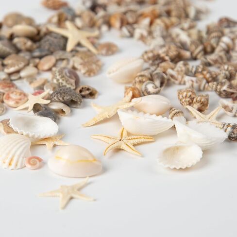 1300 PCS Small Seashells for Crafts, Tiny Mixed Sea Shells with Starfish, Natural Beach Seashells 0.4–1 Inch for DIY, Vase Filler, Aquarium, Wedding & Home Decor in Saudi Arabia