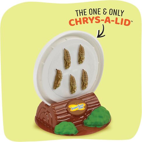 Insect Lore Easy 25 Butterfly Garden Pavilion Growing Kit - 25 Baby Caterpillars, Pavilion Habitat, Chrys-a-lids, Food & Supplies - Raise and Release Painted Lady Butterflies in Kuwait