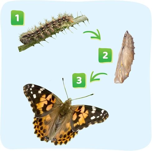 Insect Lore Easy 25 Butterfly Garden Pavilion Growing Kit - 25 Baby Caterpillars, Pavilion Habitat, Chrys-a-lids, Food & Supplies - Raise and Release Painted Lady Butterflies in Kuwait